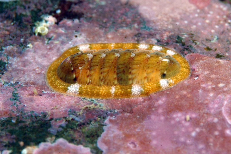 Piccoli di Chiton olivaceus